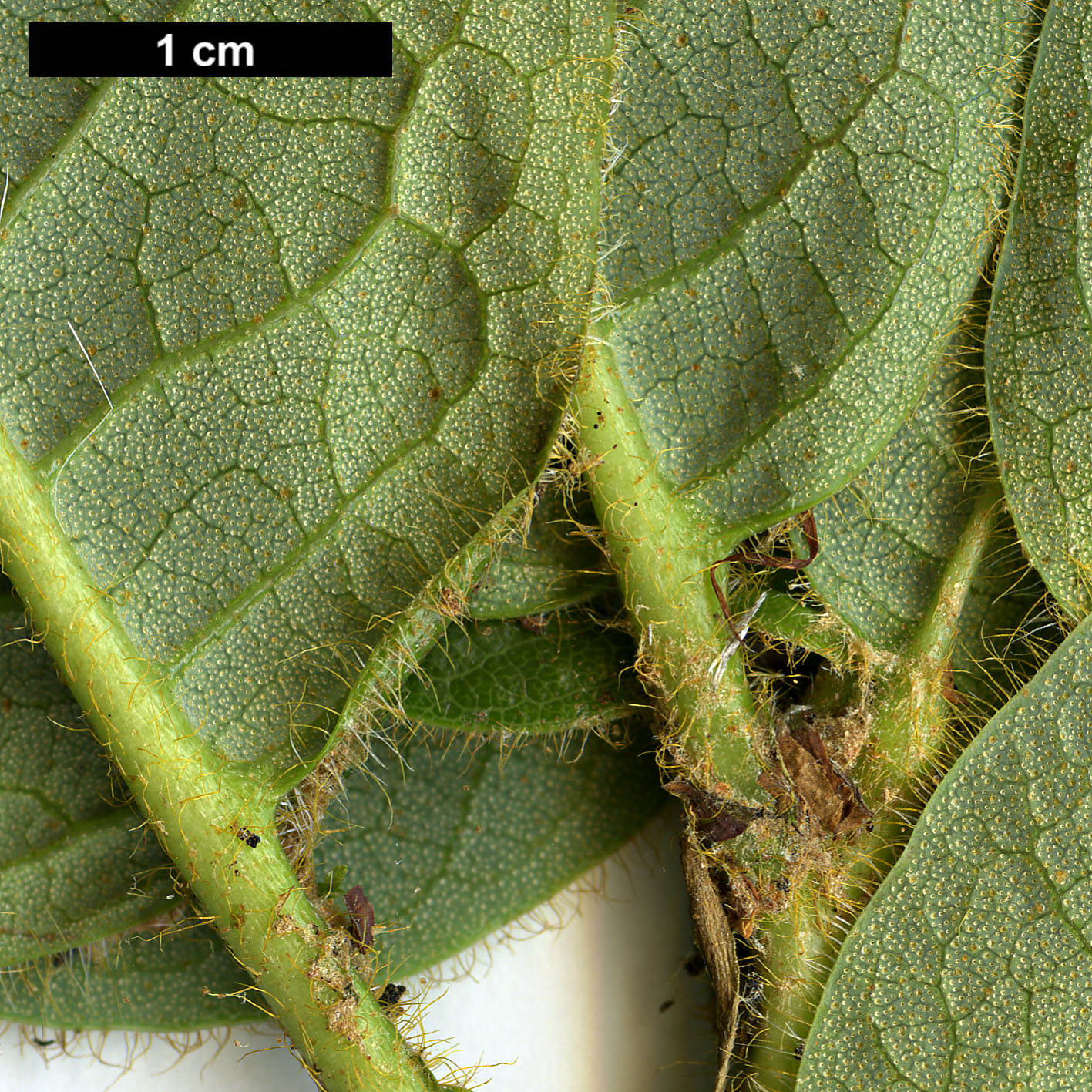 High resolution image: Family: Ericaceae - Genus: Rhododendron - Taxon: aff. valentinianum